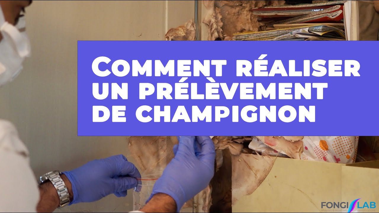 Comment prélever la mérule et identifier les champignons dans votre maison